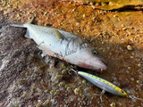 MARIA Rerise S105 Sinking Stickbait Pencil Lure - B08H, [fishing tackle], [fishing lures] - Tackle Online Australia 
