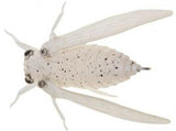Jackson Namazemi Topwater Cicada 42mm - Tackle Online Australia