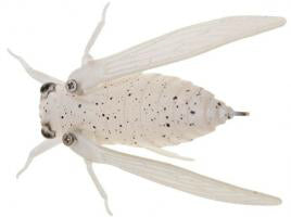Jackson Namazemi Topwater Cicada 42mm - Tackle Online Australia