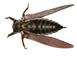 Jackson Namazemi Topwater Cicada 42mm - Tackle Online Australia