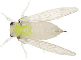 Jackson Namazemi Topwater Cicada 42mm