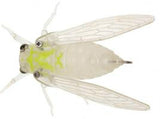 Jackson Namazemi Topwater Cicada 42mm - Tackle Online Australia