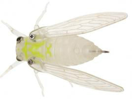 Jackson Namazemi Topwater Cicada 42mm - Tackle Online Australia